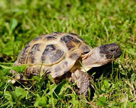 types  pet tortoises    care   turtle