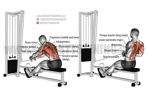 seated cable row exercise instructions  video weight training guide
