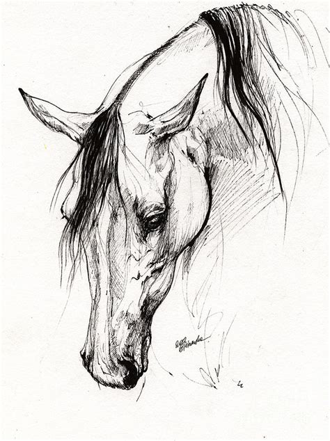 arabian horse ink drawing  drawing  angel ciesniarska