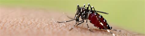 chikungunya op curacao ziektebeeld symptomen tips