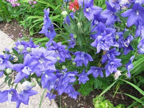 Plant Pictures   Perennials   Double Platycodon  