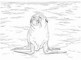 Seal Coloring Pages Color Sheet Print sketch template