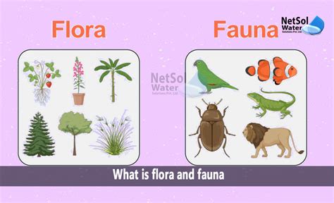 flora  fauna netsol water