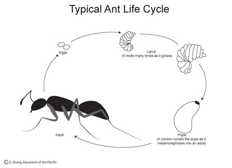ant life cycle ant life cycle life cycles ants