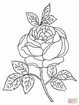 Rose Coloring Pages Roses Blossom Printable Bush Drawing Color Detailed Tattoo Skull Getdrawings Brunner Cecile Polyantha Print Template Colouring Flower sketch template