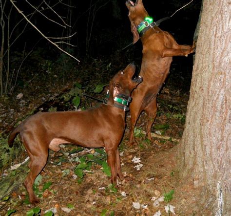 pin  redbone coonhound dog