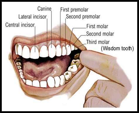 mouth teeth diagram  label health images reference