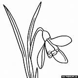 Snowdrop Coloring Pages Flower Drawing Flowers Adults 560px 82kb Printable Getdrawings Color sketch template