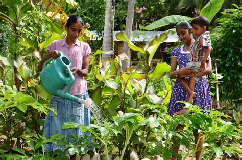 organic gardening helps families flourish  sri lanka world vision