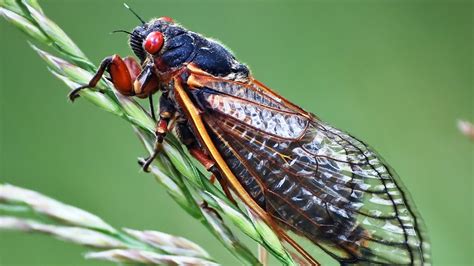 cicada pictures