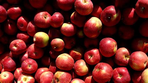 7 Best Apples For Apple Pie Bon Appétit