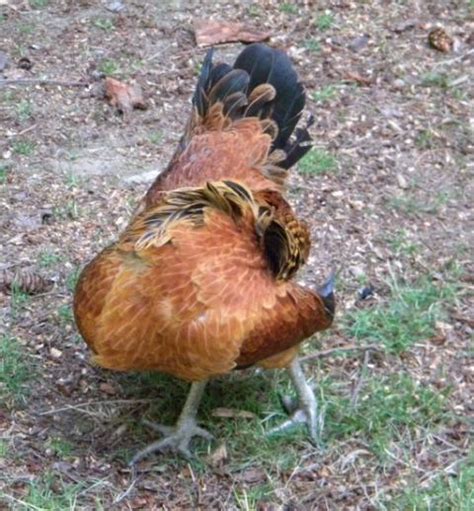 strange chicken pose backyard chickens