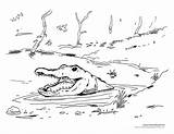 Alligator Cajun Swamp Realistic Cowboys Popular sketch template