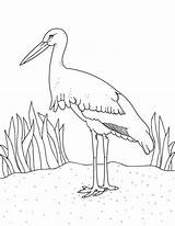 Stork Coloring Printable Pages Printables Museprintables sketch template