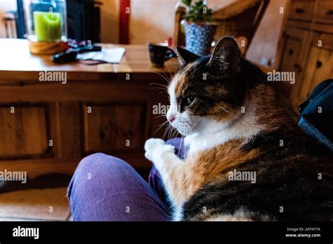 cat  evil  res stock photography  images alamy