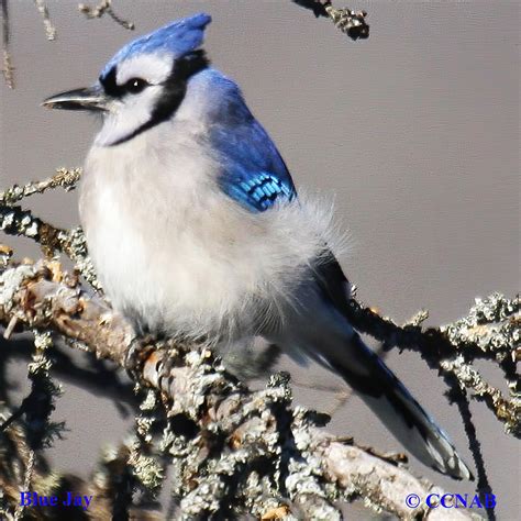 blue jay cyanocitta cristata north american jays birds  north america