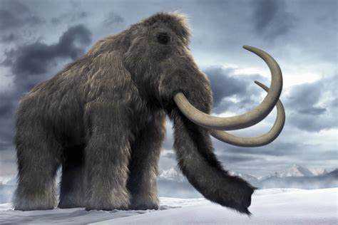 mammoths  mastodons ancient extinct elephants