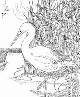 Crane Coloring Bird Whooping Pages Supercoloring Fly Printable Drawing Choose Board Categories sketch template