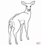 Impala Coloring Antelope Female Pages Drawing Dot Printable sketch template