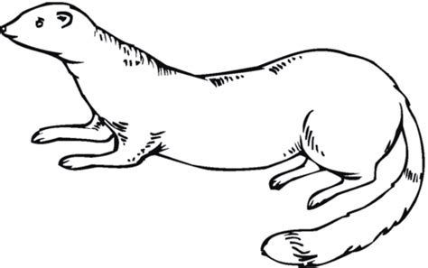 weasel  coloring page supercoloringcom