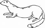 Weasel Coloring Pages Ferret Outline Supercoloring Ferrets Printable Rodent Running Tattoo Long Elegant Weasels Standing Clipart Color Drawing Categories sketch template