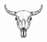 Skull Bull Vector Buffalo Sketch Animal Bones Head Vintage Cow Drawn Hand Dr Tattoo Premium Style Illustration Vectors Horn Thehungryjpeg sketch template