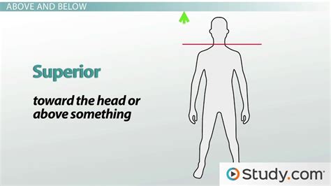 anatomical directional terminology anterior posterior