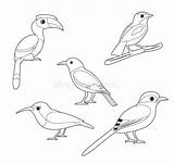 Bucero Oriole Gazza Uccello Sunbird Colorare sketch template
