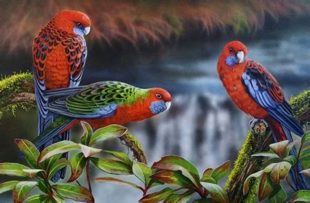parrots birds animals background wallpapers  desktop nexus image