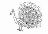 Bird Coloring Pages Peacock Color Printable Print Pdf sketch template