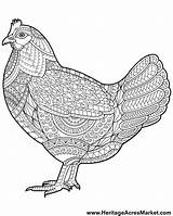 Coloring Rooster Chickens Complicated Heritage Heritageacresmarket Mandalas Bauernhoftiere Alot U2013 日々 倉庫 羊毛 sketch template