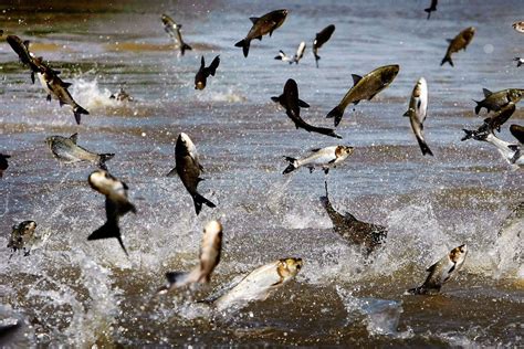 asian carp and the invastion of lake michigan time is