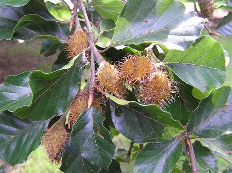 beech nuts  leaves beech beech tree plants