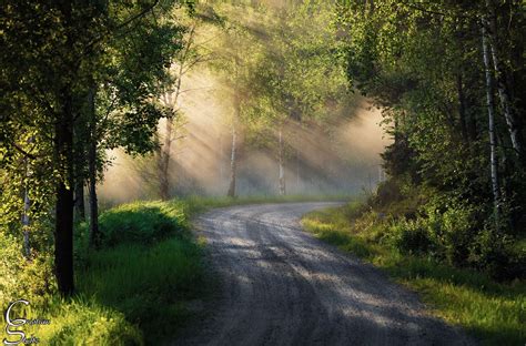 🇸🇪 country road afternoon sun rays in the forest sweden