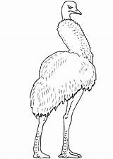 Emu Printable Australian sketch template