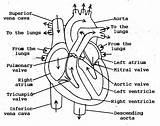 Heart Diagram Human Flow Blood Anatomy Sketch Simple Drawing Coloring Valves Labels Through Structure Labeled Pages Chambers Internal Outline Draw sketch template