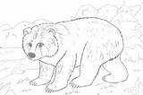 Coloring Pages Bear Print sketch template