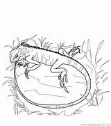 Lizards Lizard sketch template