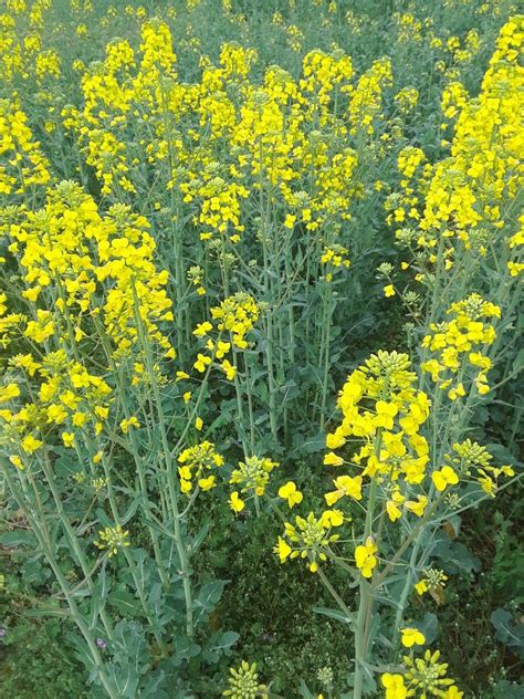 mustard plants  pictures pictures
