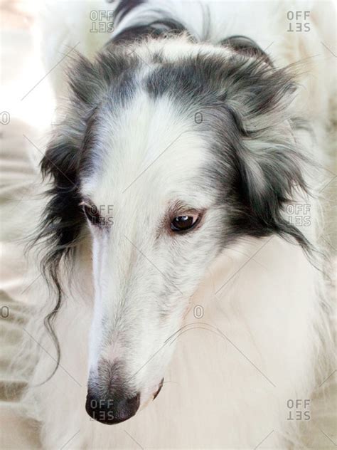 portrait  long haired greyhound offset stock photo offset