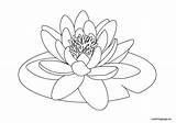 Lily Water Coloring Pad Lilies Clipart Flower Drawing Pages Drawings Lotus Flowers Kids Line Coloringpage Eu Pond Nénuphar Pads Clipground sketch template
