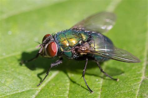 gruene fliege foto bild tiere wildlife insekten bilder auf