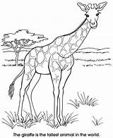 Coloring Pages Giraffe Book Publications Dover Zoo Welcome Animal Animals Doverpublications Giraffes Color Print Kids Colouring Adult Fun Girafas Choose sketch template