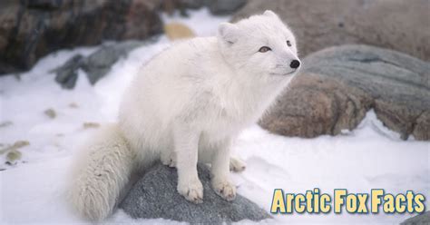 arctic fox facts information  kids habitat adaptations