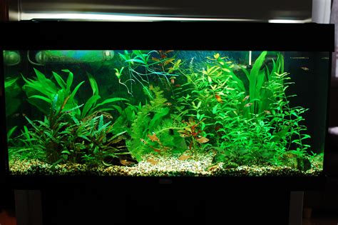 plants freshwater aquarium talk