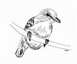 Vireo Throated Yellow Coloring Designlooter Ink Bird Nature Animal Illustration Drawing Decor Original sketch template