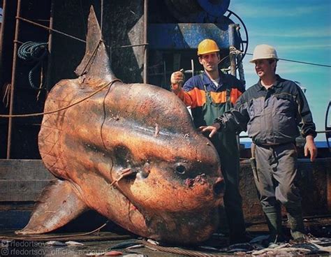 monsters   deep russian fisherman posts terrifying pics
