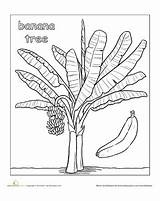 Plátano Fairtrade Platano Worksheet Acrílico Bananas árbol Selva Tropicales sketch template
