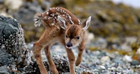 A Newborn Fawn Learning To Walk For The First Time Was