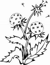 Dandelion Coloring Drawing 49kb Getdrawings Flower Pinnwand Auswählen sketch template